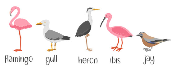 vector drawing set of birds, hand drawn illustration, flamingo and gull, heron, ibis and jay, isolated nature design elements