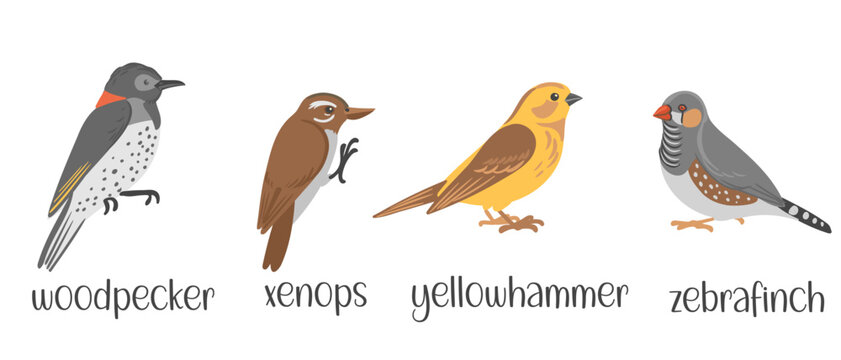 vector drawing set of birds, hand drawn illustration, woodpecker,xenops, yellowhammer and zebrafinch, isolated nature design elements