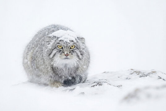Pallas's Cat (Otocolobus manul) hunkered down in snow blizzard with camouflaged winter coat