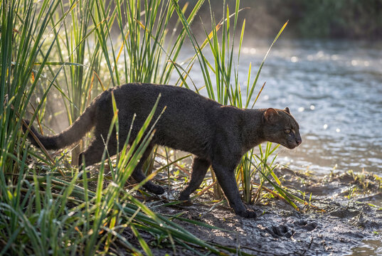 Jaguarundi (Herpailurus yagouaroundi) moving through dense riparian reeds near river