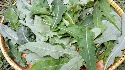 Freshly Harvested Wild Green Leaves in Bamboo Woven Tray