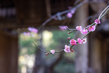 木の枝に咲くピンク色の梅の花とつぼみのクローズアップ