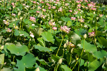 Pink Lotus Flowers Blooming Among Lush Green Leaves in Summer Pond