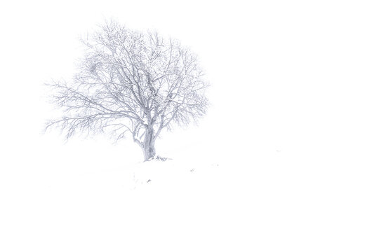Silhouette of European beech wrapped by fog and snow, fine art photography in the wild Alps