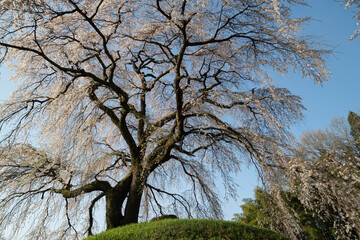 満開に咲く美しい桜