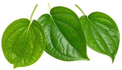 Three vibrant betel leaves showcasing their natural beauty and freshness.