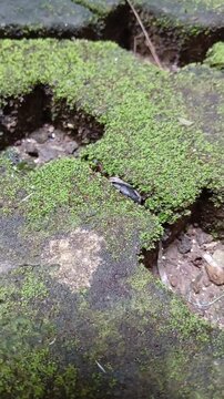 Moss Growing on Interlocking Pavers