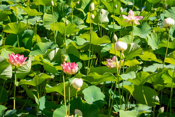 Pink Lotus Flowers Blooming Among Lush Green Leaves in Summer Pond