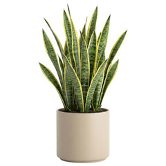 Snake plant in modern beige ceramic pot on transparent background