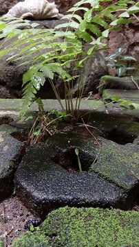 Fern Growing on Interlocking Pavers