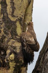 Young Tawny Eagle hunting at Blue Starling nest in tree in Lake Nakuru Kenya KEN