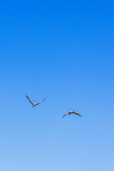 Fototapeta premium Two cranes flying in a blue sky