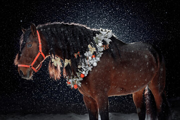 A majestic dark brown PRE (andalusian) horse christmas atmosphere