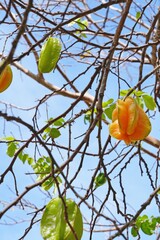 Starfruit (Averrhoa Carambola) growing on a tree