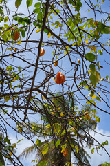 Starfruit (Averrhoa Carambola) growing on a tree