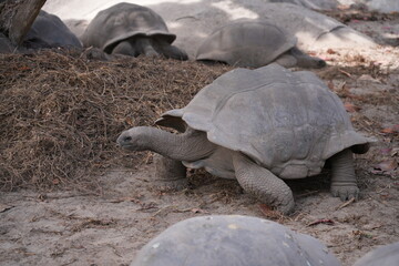 View of giant tortoises, Aldabrachelys Gigantea, in La Digue island in the Seychelles