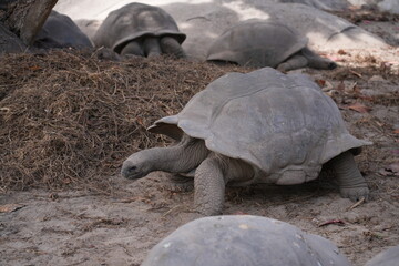View of giant tortoises, Aldabrachelys Gigantea, in La Digue island in the Seychelles