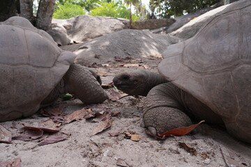 View of giant tortoises, Aldabrachelys Gigantea, in La Digue island in the Seychelles