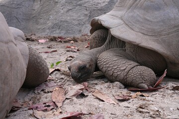 View of giant tortoises, Aldabrachelys Gigantea, in La Digue island in the Seychelles