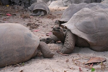 View of giant tortoises, Aldabrachelys Gigantea, in La Digue island in the Seychelles