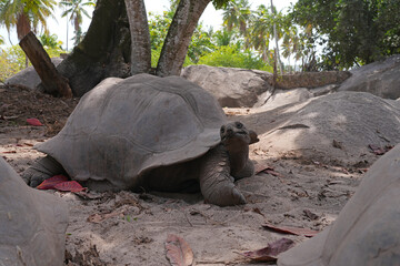 View of giant tortoises, Aldabrachelys Gigantea, in La Digue island in the Seychelles