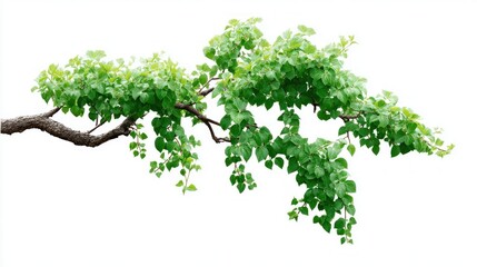 Fototapeta premium Green leaves and branches isolated on white background, perfect for design elements
