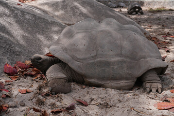 View of giant tortoises, Aldabrachelys Gigantea, in La Digue island in the Seychelles