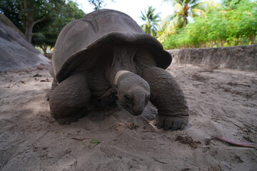 View of giant tortoises, Aldabrachelys Gigantea, in La Digue island in the Seychelles