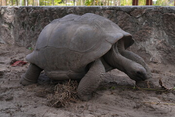 View of giant tortoises, Aldabrachelys Gigantea, in La Digue island in the Seychelles