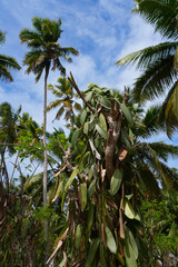 Vanilla beans growing on a tree in la Digue, Seychelles