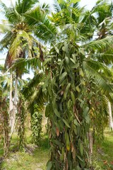 Vanilla beans growing on a tree in la Digue, Seychelles