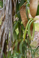 Vanilla beans growing on a tree in la Digue, Seychelles