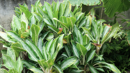 Obraz premium Aglaonema crispum, green leaves as a natural background 