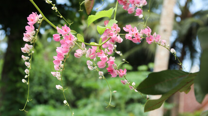 Beautiful bloom Antigonon pink flower with nature blurred background  © VerraWidhi