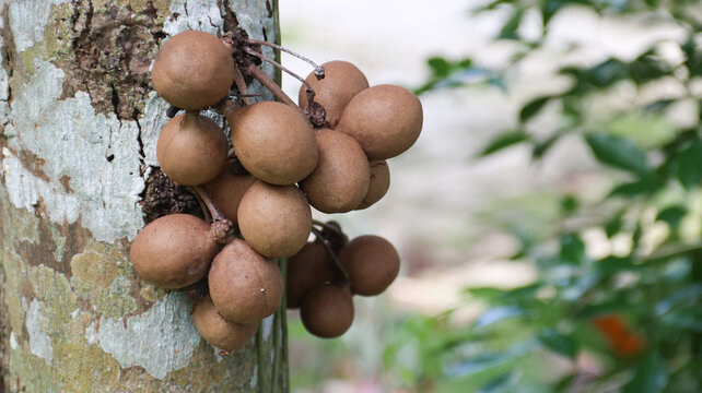 Stelechocarpus burahol, the burahol, kepel, keppel fruit, kepel apple, java apple on tree in the yard