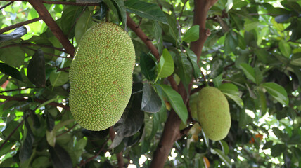 Cempedak (Artocarpus integer) is a tropical fruit tree known for its large, fragrant fruit. 