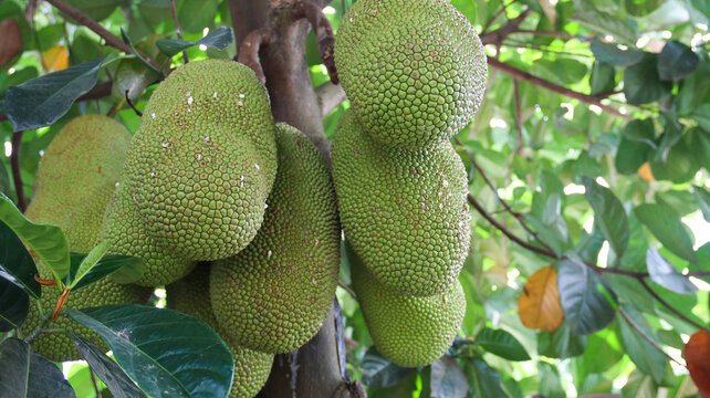 Cempedak (Artocarpus integer) is a tropical fruit tree known for its large, fragrant fruit. 