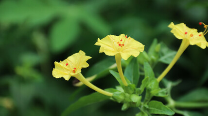 Mirabilis jalapa, the marvel of Peru, four o'clock flower. Is the most commonly grown ornamental species of Mirabilis plant, and is available in a range of colors