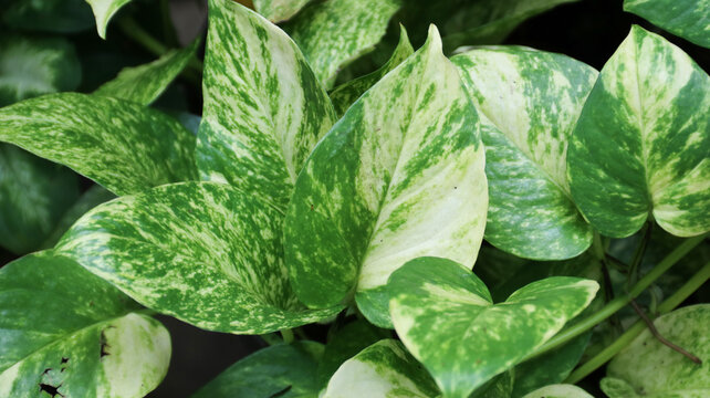 Golden Pothos (Epipremnum aureum), also commonly known as Devil's Ivy for home decoration