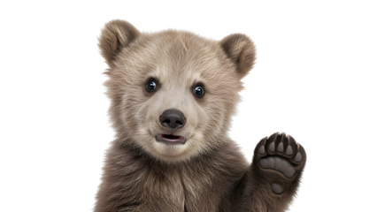 Adorable baby brown bear cub raising paw in a cute greeting gesture. isolated PNG with Transparent Background