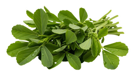 Obraz premium Pile of fresh methi fenugreek leaves bundle used for healthy cooking and herbal medicine. isolated PNG with Transparent Background