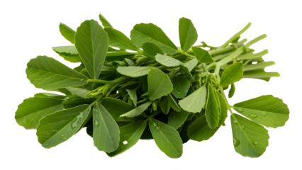 Pile of fresh methi fenugreek leaves bundle used for healthy cooking and herbal medicine. isolated PNG with Transparent Background