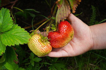 A hand gently plucks a large ripe strawberry from a bush.
