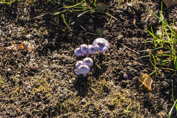 Cluster of light purple mushrooms Inocybe geophylla var. lilacina  known as earthy inocybe is poisonous mushroomgrowing in dry soil with patches of grass and moss.