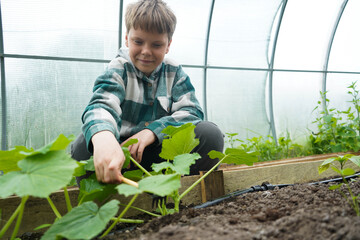 In a greenhouse with cucumber seedlings, a handsome blond boy is loosening the ground.