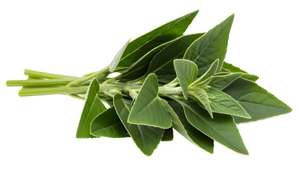 Fresh Bunch of Marjoram Herbs isolated PNG with Transparent Background