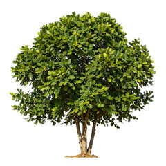 Large Tree With Green Leaves and Brown Trunk