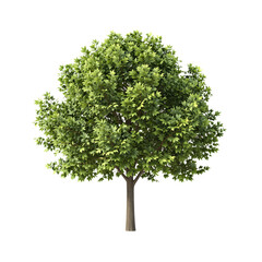 Obraz premium Lush green tree with dense foliage and delicate white flowers.