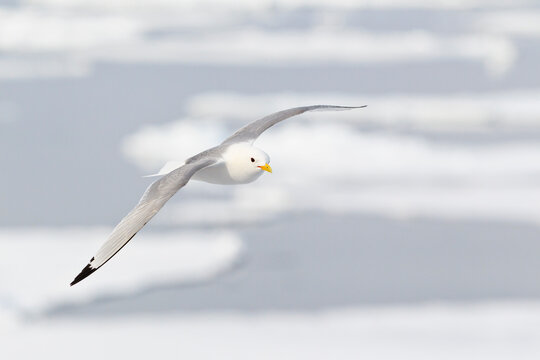Black-legged kittiwake flying over Arctic Ocean in Svalbard