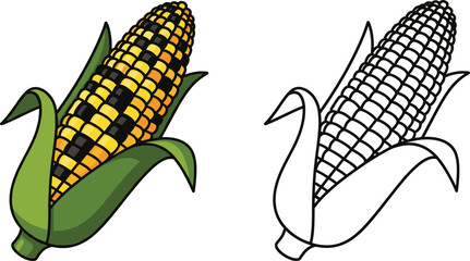 Corn maize vector set featuring fresh cob with husk colored and outline agricultural food illustrations